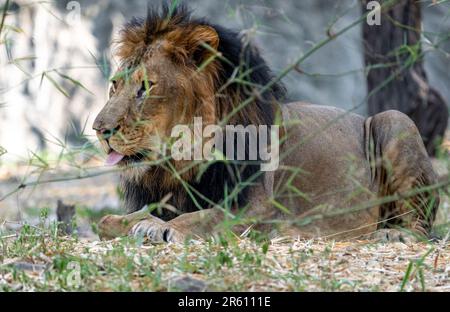 Ein majestätischer männlicher Löwe, der sich im üppigen Gras seines natürlichen Lebensraums, umgeben von hohen Bäumen, ruht Stockfoto