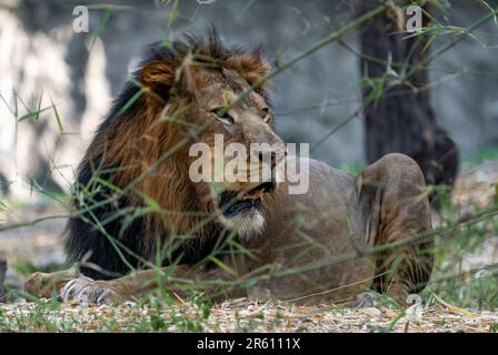 Ein majestätischer männlicher Löwe, der sich in einer bewaldeten Gegend mit üppigem Grün ruht Stockfoto