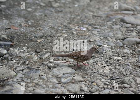 Graubrühe Taube (Leptotila cassinii) im Meeresgebiet des Nationalparks Manuel Antonio in Costa Rica. Stockfoto