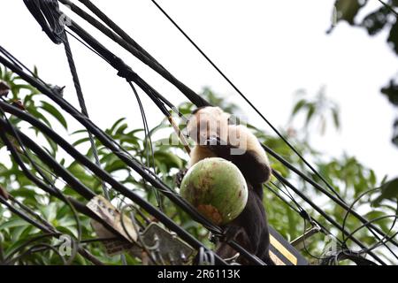 Ein weißer Kapuziner (cebus capucinus), der auf elektrischen Kabeln sitzt und eine Frucht isst. In der Nähe des Nationalparks Manuel Antonio in Costa Rica. Stockfoto