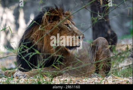 Ein majestätischer Löwe, der im Gras mit einem üppigen Wald im Hintergrund liegt Stockfoto