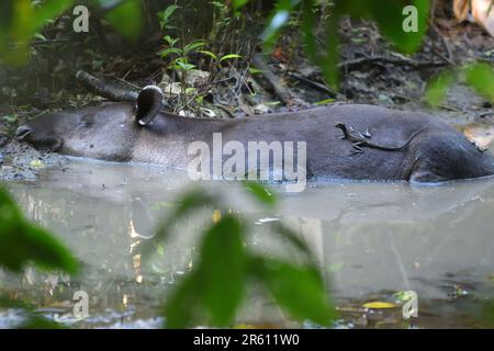 Ein gestreifter Bailisk (Basiliscus vittatus) reinigt die Haut eines Bairds Tapir (Tapirus bairdii) von Parasiten, während das Tapir ein Schlammbad im nimmt Stockfoto