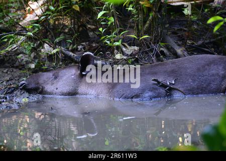 Ein gestreifter Bailisk (Basiliscus vittatus) reinigt die Haut eines Bairds Tapir (Tapirus bairdii) von Parasiten, während das Tapir ein Schlammbad im nimmt Stockfoto