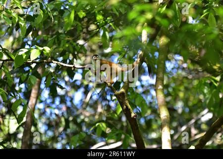 Ein Simiri- oder Eichhörnchenaffe (Simiri oerstedii) auf einem Zweig im Waldgebiet des Corcovado-Nationalparks, der Halbinsel Osa, Costa Rica. Stockfoto