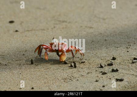 Gecarcinus quadratus, auch bekannt als rote Landkrabbe, weiße Taschenkrabbe, Halloween-Krabbe an einem Strand im Meeresbereich des Marina Ballena National Park in Cost Stockfoto