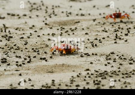 Gecarcinus quadratus, auch bekannt als rote Landkrabbe, weiße Taschenkrabbe, Halloween-Krabbe an einem Strand im Meeresbereich des Marina Ballena National Park in Cost Stockfoto