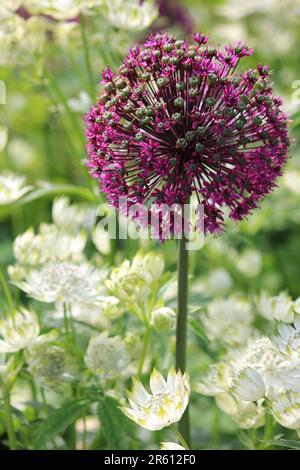 Allium giganteum Stockfoto