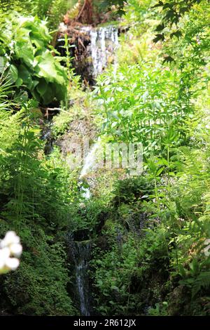 Plas Cadnant, Versteckte Gärten Stockfoto