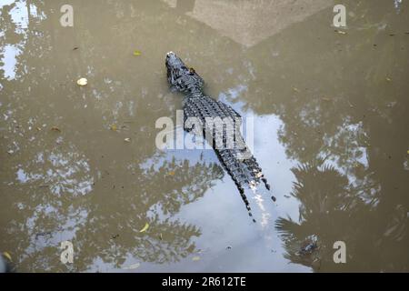 Eine Nahaufnahme eines großen Alligators, der aus einem Pool in einem Zoo kommt Stockfoto