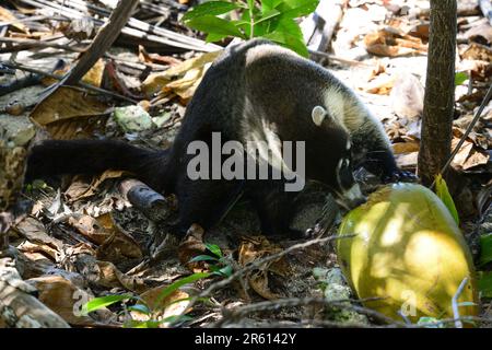 Ein weißer Nasenbär (nasua narica), der eine Kokosnuss im Cahuita-Nationalpark isst, mit Blick auf die Karibik, Costa Rica. Stockfoto