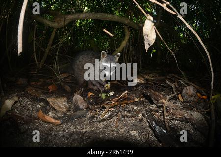 Ein Krabbenfresser Racoon (procyon cancrivorus) oder procyon, der eine indische Maulbeere im Wald des Cahuita-Nationalparks mit Blick auf das Karibische Meer isst, Stockfoto