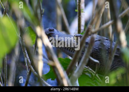 Ein junges amerikanisches Krokodil (Crocodilus acutus) im Wald des Cahuita-Nationalparks an der Karibik, Costa Rica. Stockfoto