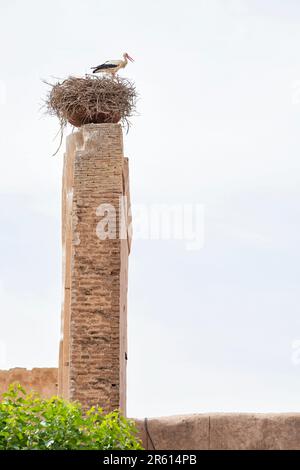 Ein europäischer weißer Storch, der auf seinem großen Nest aus Stöcken steht, auf einer hohen Steinsäule. Das Nest befindet sich in der Medina von Marrakesch, Marokko. Stockfoto