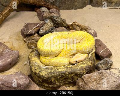 Albino Ball Phyton im Zoo aus nächster Nähe Stockfoto