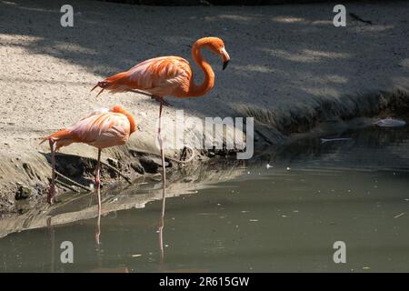 Ein Blick auf Flamingos, die in einem flachen Teich in einem Zoo stehen Stockfoto