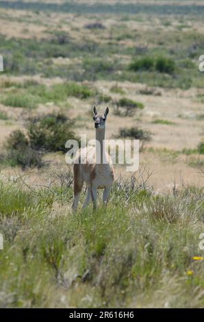 Ein Lama steht auf einer Wiese am Straßenrand und blickt in die Ferne Stockfoto