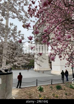 Die Menschen genießen einen Frühlingstag unter dem Washington Square Arch im Greenwich Village von New York City, umgeben von Kirschblüten Stockfoto