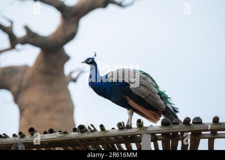 Ein wunderschöner Pfau hoch oben auf einem hölzernen Baldachin, der stolz sein herrliches Gefieder zeigt Stockfoto