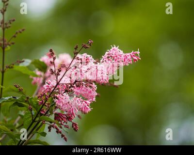 Duftende rosafarbene Frühlingsblumen des krautigen Laubflieder, Syringa x josiflexa „Bellicent“ Stockfoto