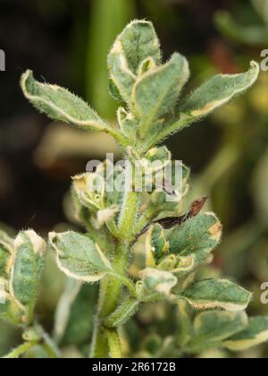 Weißes, variegiertes Laub des Küchenkrauts, Origanum vulgare 'Country Cream', Oregano Stockfoto