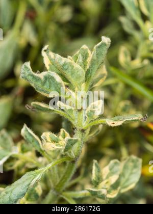 Weißes, variegiertes Laub des Küchenkrauts, Origanum vulgare 'Country Cream', Oregano Stockfoto