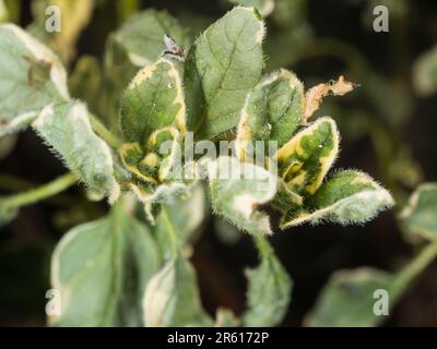 Weißes, variegiertes Laub des Küchenkrauts, Origanum vulgare 'Country Cream', Oregano Stockfoto