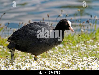Der Common Coot ( Fulica atra) ist ein mittelgroßer Wasservogel, der zur Eisenbahnfamilie gehört und in ganz Europa zu finden ist. Stockfoto