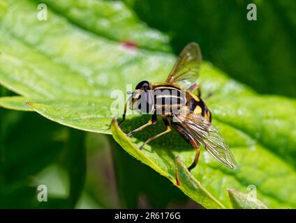 Helophilus pendulus, ein europäischer Hoverfly. Das ist in Großbritannien sehr verbreitet. Manchmal auch Sun Fly genannt. Stockfoto