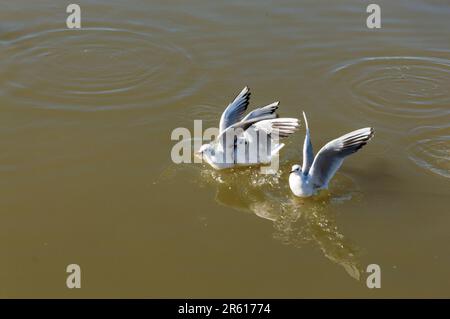 Möwen streiten um Nahrung, die auf der Meeresoberfläche schwimmt Stockfoto