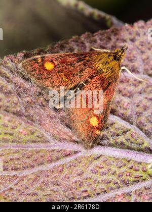 Rote und goldene, am Tag fliegende Minzmotte, Pyrausta aurata, ruht in einem britischen Garten Stockfoto