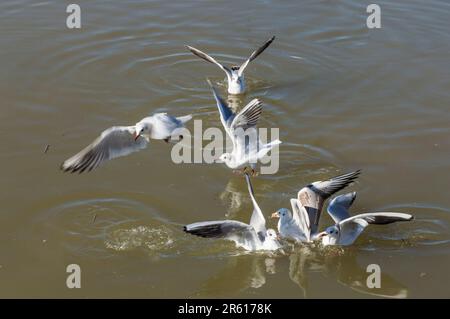 Eine Schar Möwen auf dem Wasser, die um Nahrung kämpfen Stockfoto