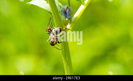 Ameisen suchen nach Nahrung auf grünen Ästen. Arbeiterameisen laufen auf den Ästen, um das Nest im Wald zu schützen Stockfoto