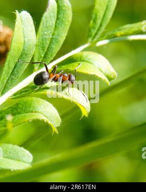 Ameisen suchen nach Nahrung auf grünen Ästen. Arbeiterameisen laufen auf den Ästen, um das Nest im Wald zu schützen Stockfoto