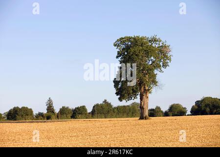 Ein einsamer Baum auf einem Hügel nach einer langen Dürre in der Nähe von Caceres, Extremadura, Spanien. Stockfoto