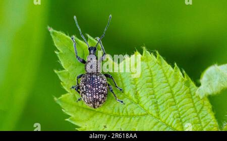 Schwarzweinkraut (Otiorhynchus sulcatus) ist ein Insekt, das in Europa heimisch ist, aber auch in Nordamerika weit verbreitet ist. Es ist eine Pest vieler Gartenpflanzen. Stockfoto