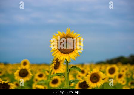 Eine atemberaubende natürliche Landschaft mit einem Feld voller lebendiger Sonnenblumen in voller Blüte, in der warmen Sommersonne gebadet Stockfoto