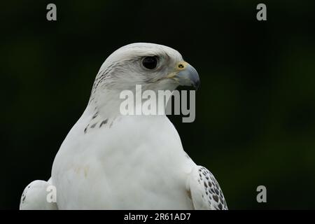 A closeup of a Gyrfalcon on a dark background Stockfoto