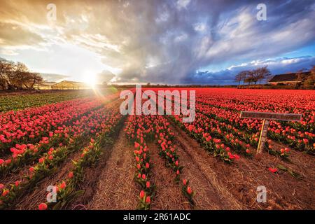 Tulpen auf einem Feld. Sie sind rot und der Himmel ist blau und gelb. Stockfoto