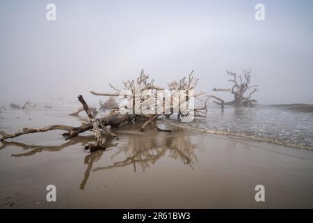 Moody, trübe Landschaft am Driftwood Beach auf Jekyll Island Georgia USA, an einem nebligen Tag am Meer Stockfoto