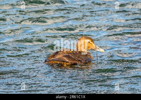 Weibliche Eiderente, Somateria mollissima, in der voe in Boddam auf Shetland Mainland. Stockfoto