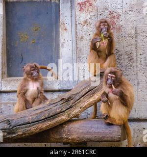 Drei Primaten essen im Freien auf einem Holzbalken in der Nähe eines Wohngebäudes Stockfoto