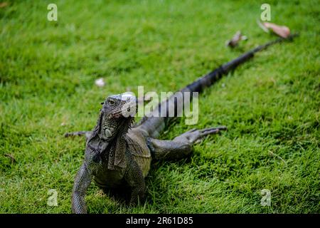 Nahaufnahme eines Iguana im Gras im Iguana Park in Guayaquil. Stockfoto