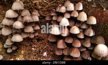 Nahaufnahme von Wildpilzen in einer grasbedeckten Umgebung Stockfoto