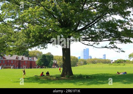 Familien können am 4. August 2019 in Manhattan, New York, USA, auf dem Parade Ground auf Governors Island im Schatten eines großen Süßgummibaums ein Picknick machen. ( Stockfoto