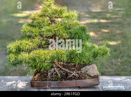 Nahaufnahme einer japanischen Lärche oder Karamatsu (Larix Kaemferi) Bonsai in einem Garten Stockfoto