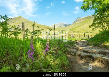 Lake District, England, Großbritannien. Blick auf Scafell Pike und Scafell vom Beginn der Hollow Stones Route ab Wasdale Head. Foxhandschuhe im Vordergrund. Stockfoto