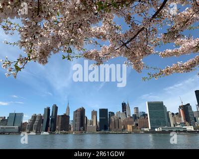 Im Frühling säumen blühende Kirschbäume den Blick auf Manhattan und die Skyline von New York Stockfoto