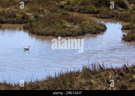 Eine schwarze Möwe schwimmt auf dem Salzmarsch in Leigh-on-Sea, Essex. Stockfoto