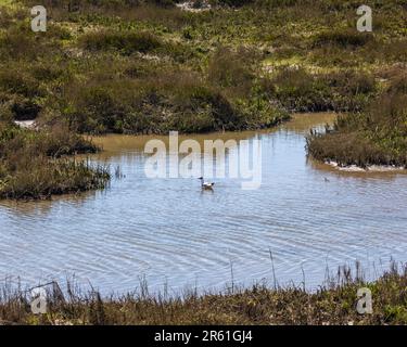 Eine Schwarzkopfmöwe auf dem Salt Marsh in Leigh-on-Sea in Essex, Großbritannien. Stockfoto