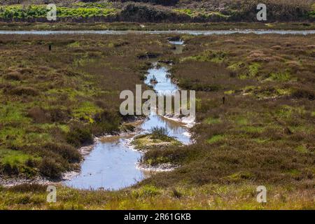Ein Blick auf den Salt Marsh in Leigh-on-Sea, Essex, Großbritannien. Stockfoto